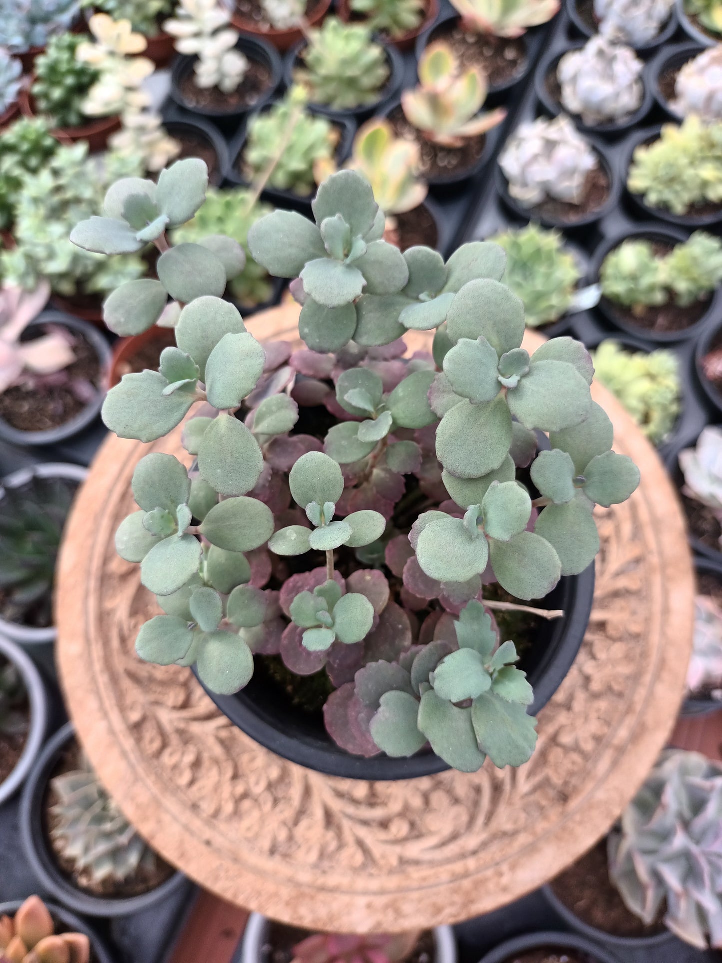 Sedum Sunsparkler ‘Plum Dazzled’