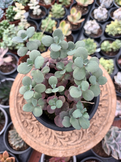 Sedum Sunsparkler ‘Plum Dazzled’