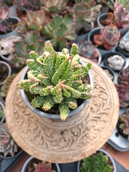 Aloe humilis