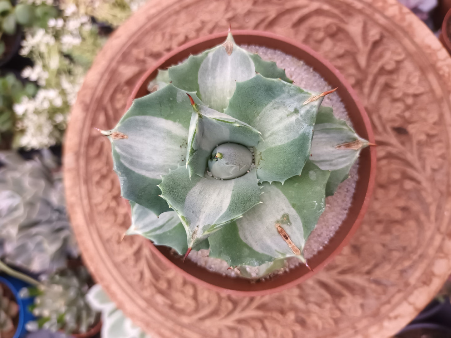 Agave istmensis Ohi Raijin Variegata