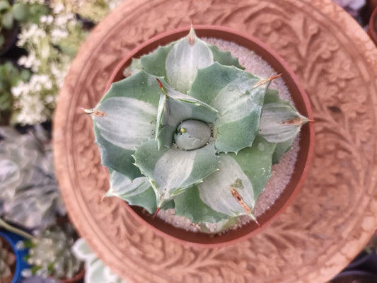 Agave istmensis Ohi Raijin Variegata