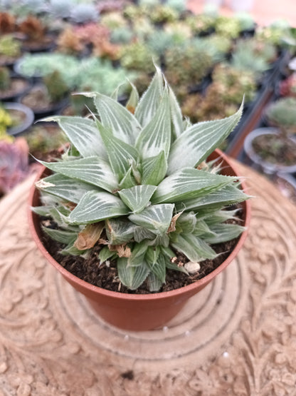 Haworthia retusa cv. Grey Ghost