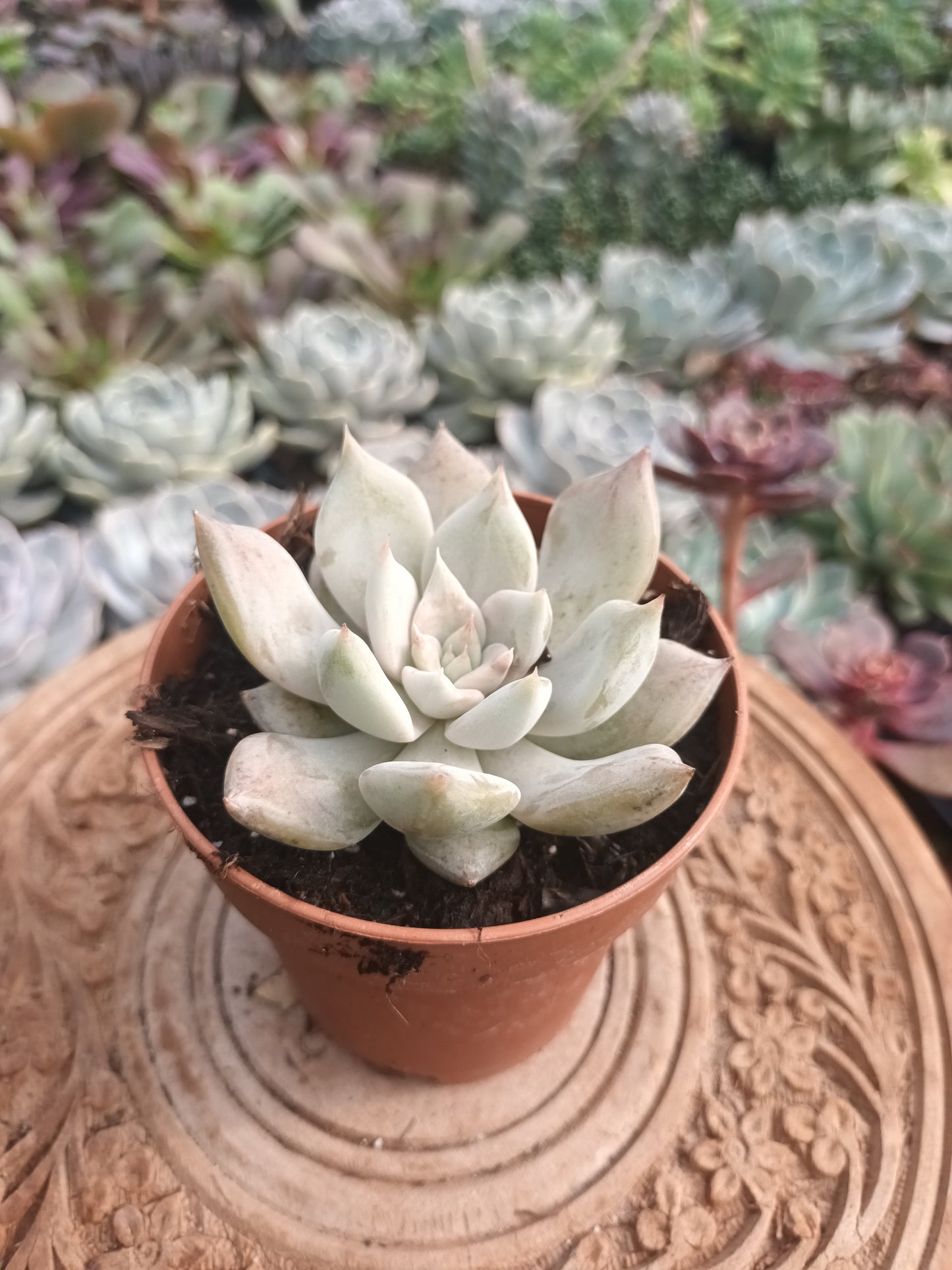 Echeveria Juliana