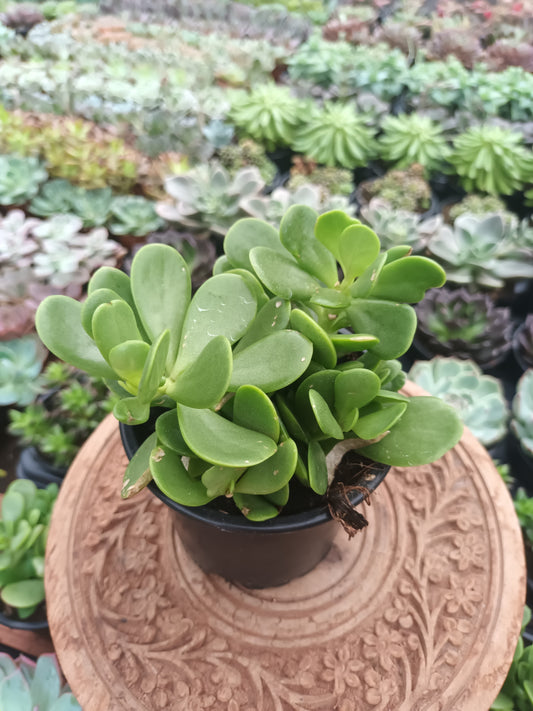 Senecio jacobsenii