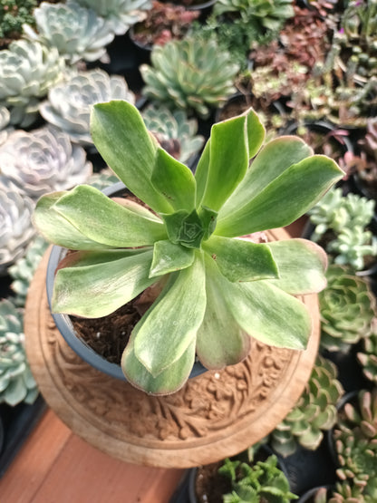 Aeonium orion