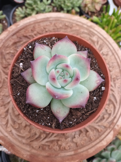 Echeveria colorata 'auténtica'
