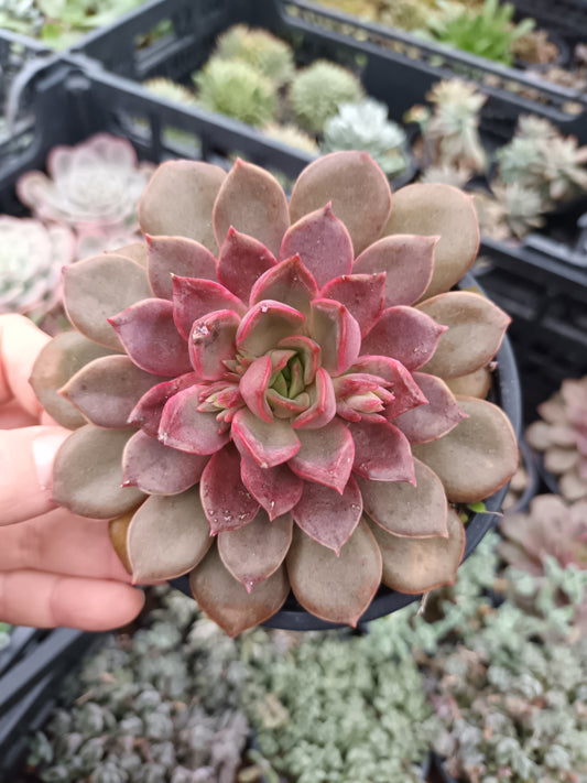 Echeveria Mina Rubra