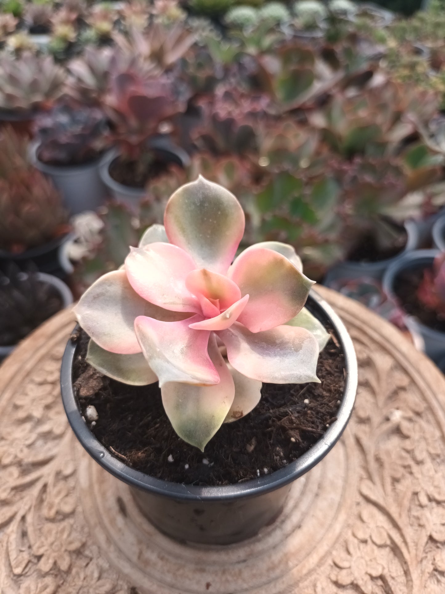 Echeveria rainbow