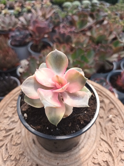 Echeveria rainbow