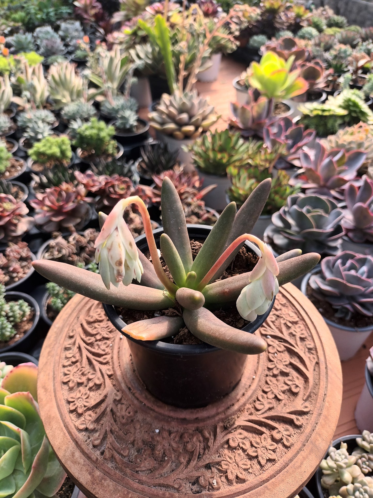 Pachyphytum viride