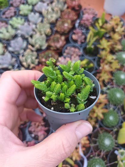 Crassula muscosa