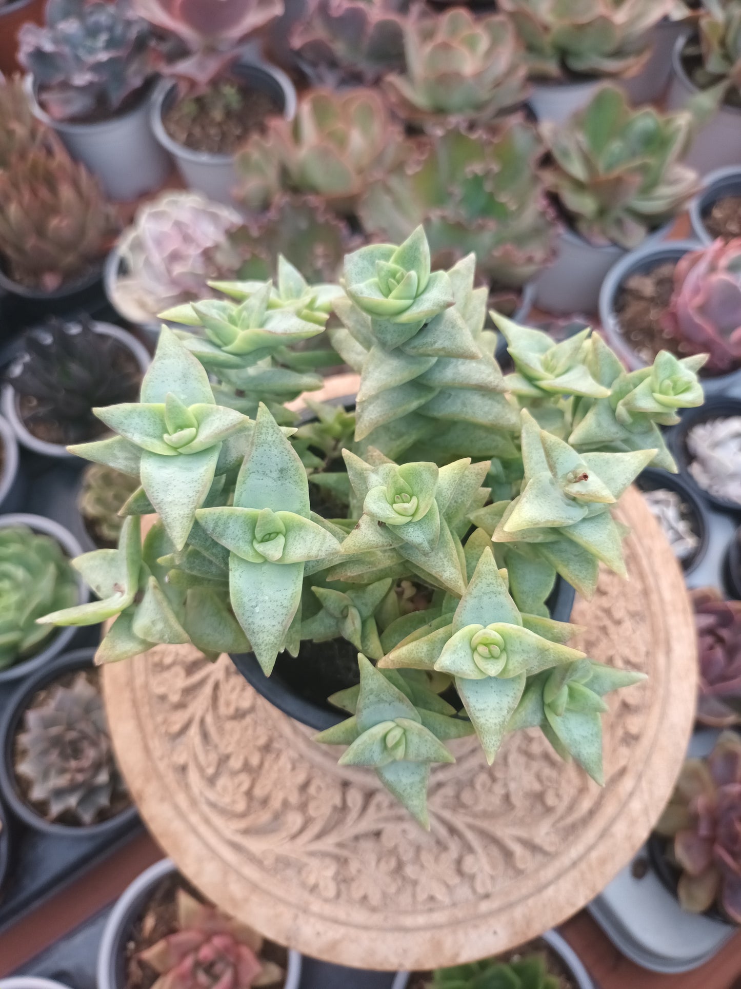Crassula rupestris 'Daruma Star'