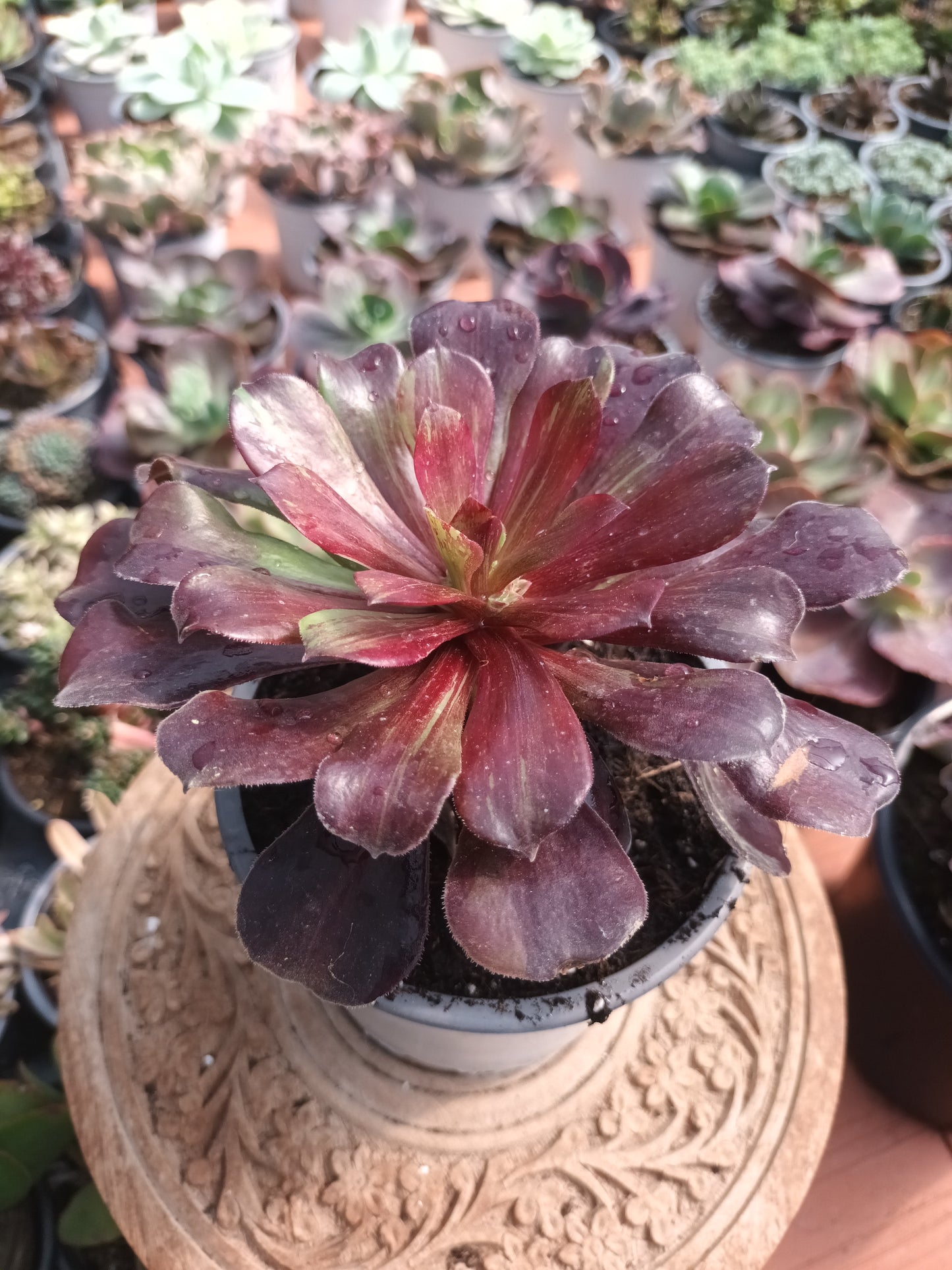 Aeonium Big Bang Plus