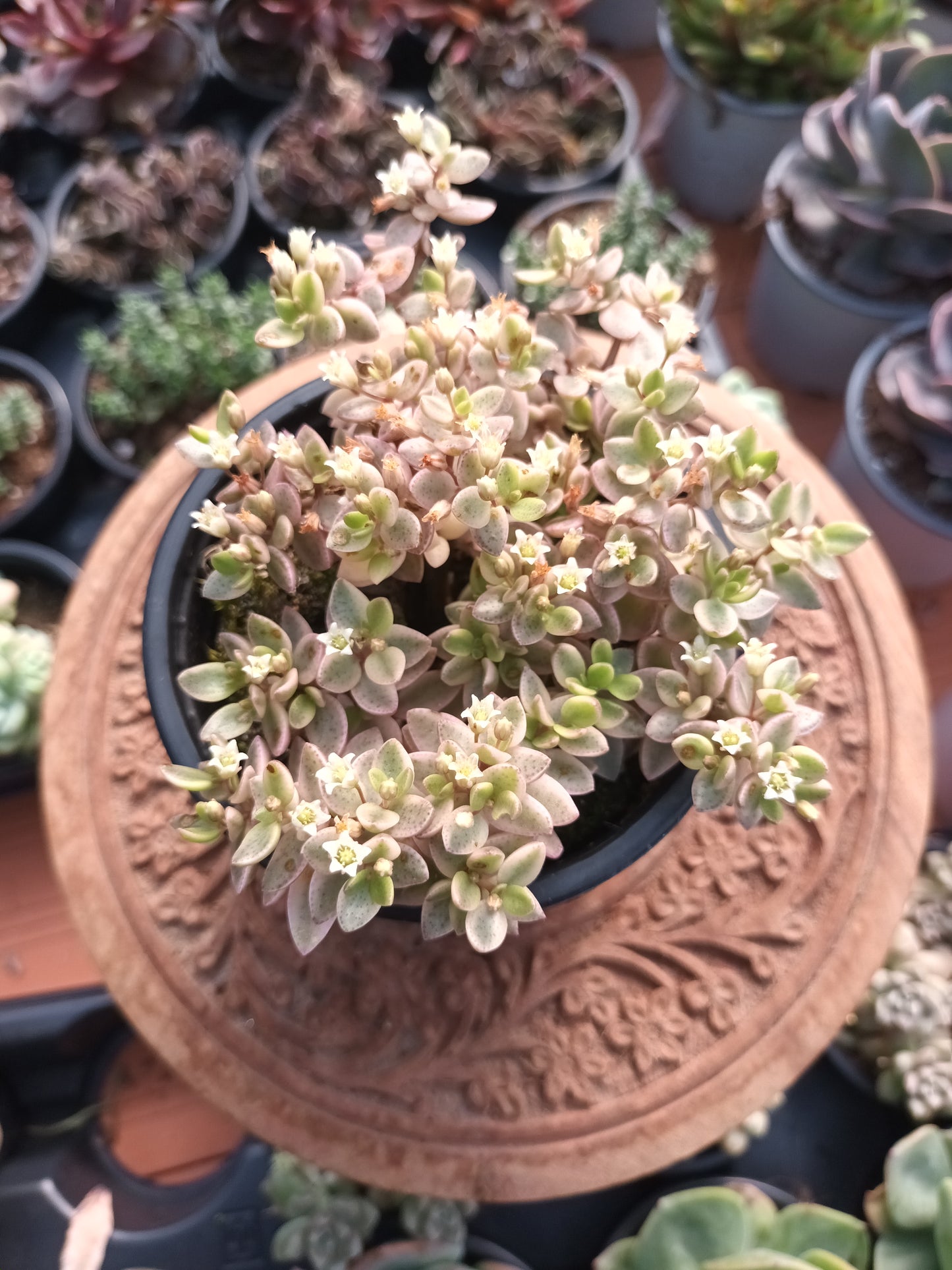 Crassula Volkensii F.Variegata