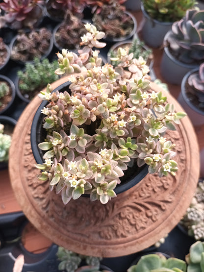 Crassula Volkensii F.Variegata