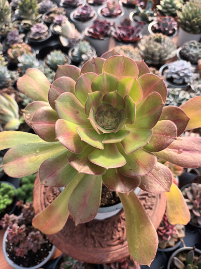 Aeonium pink witch middle