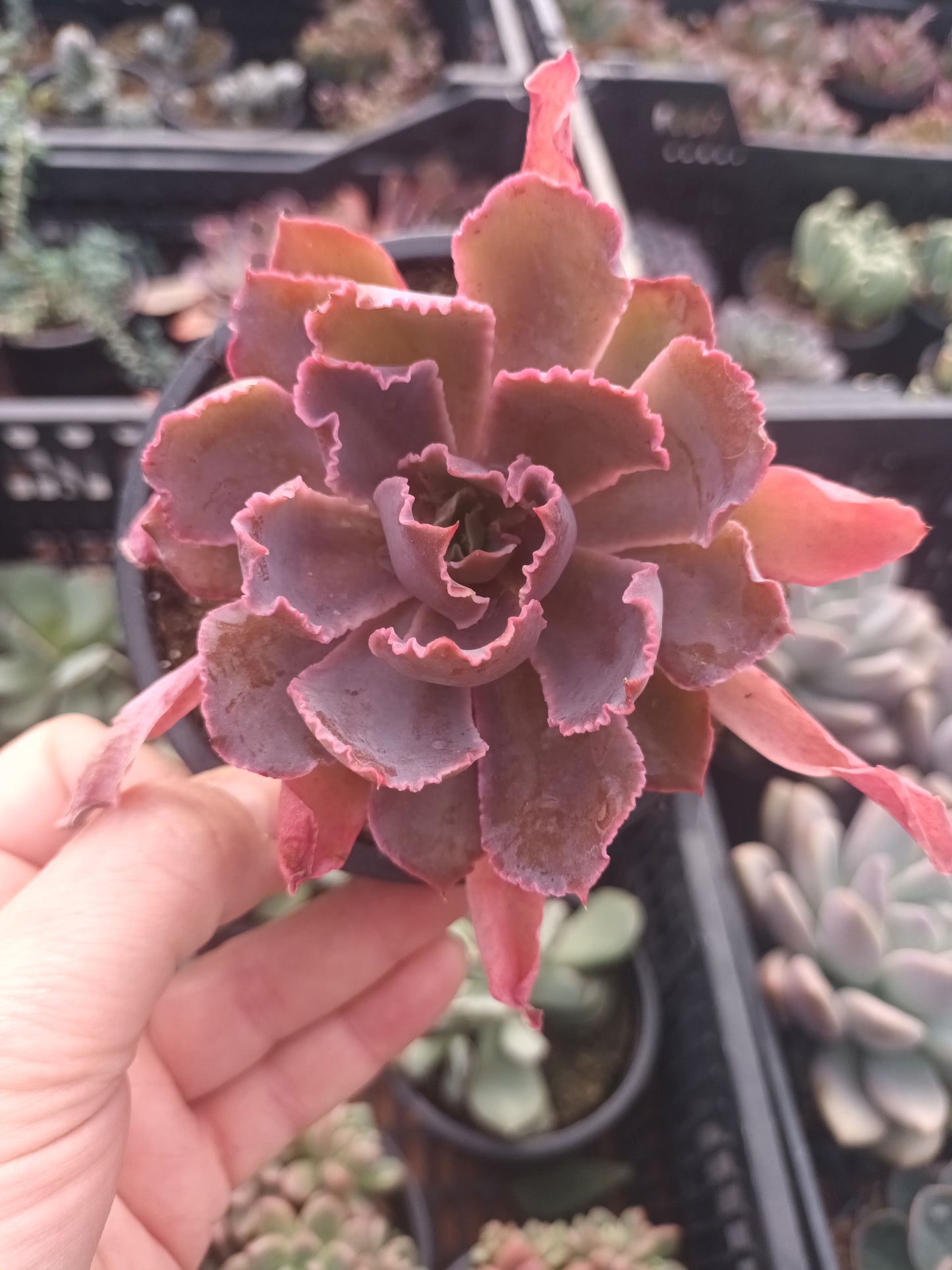 Echeveria Purple Dance