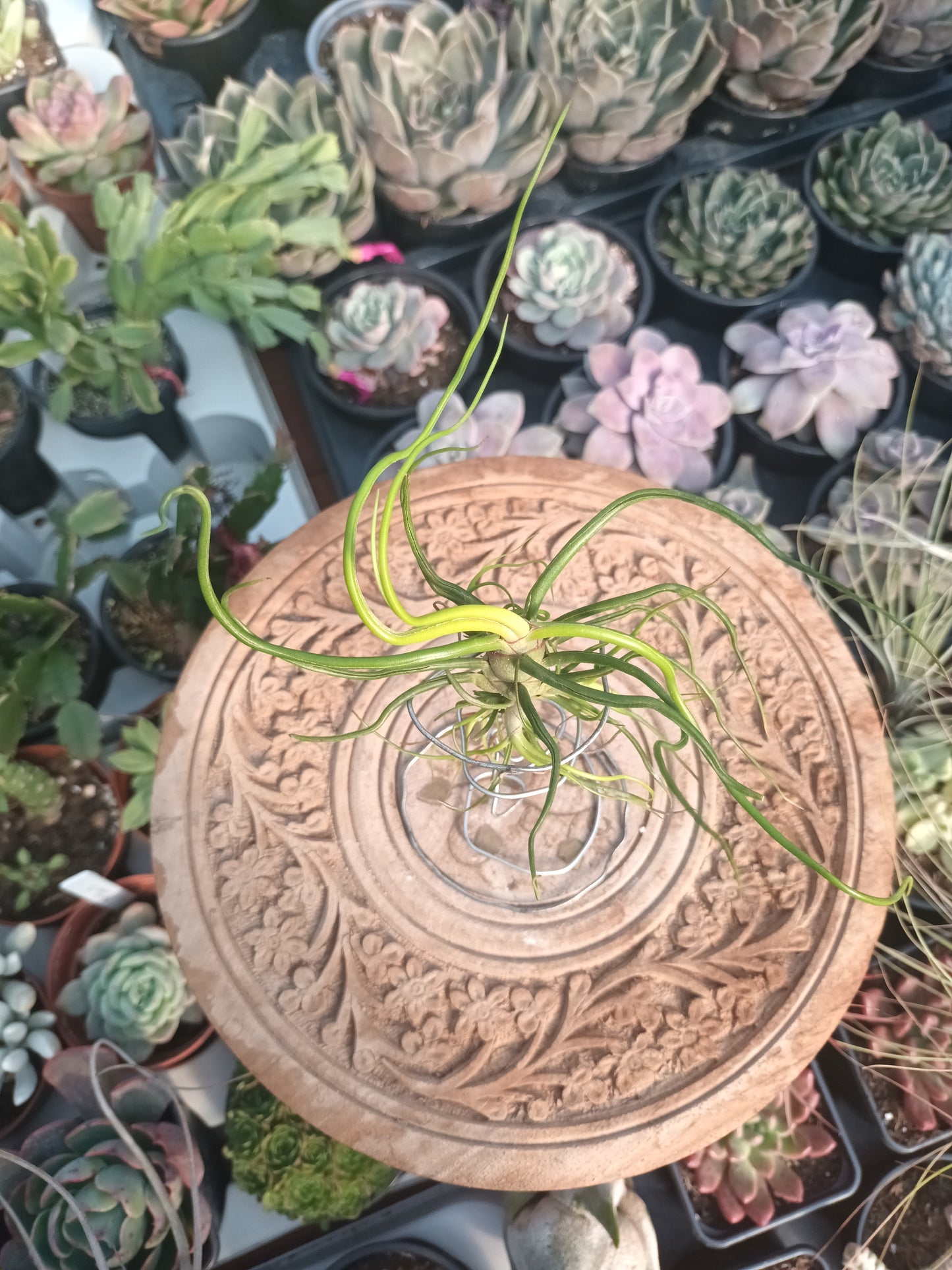Tillandsia bulbosa - M con hijos