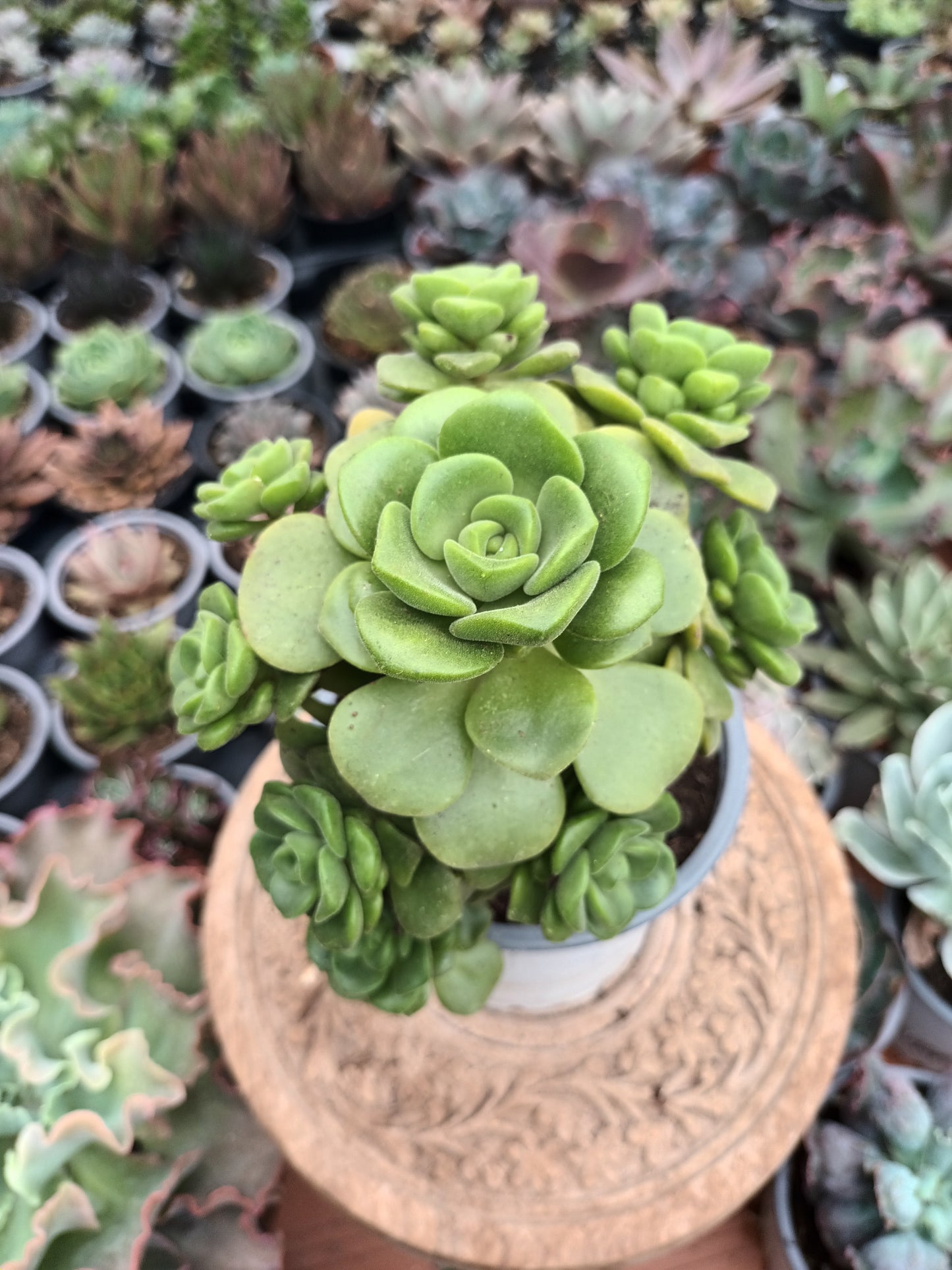 Aeonium lily pad planta madre