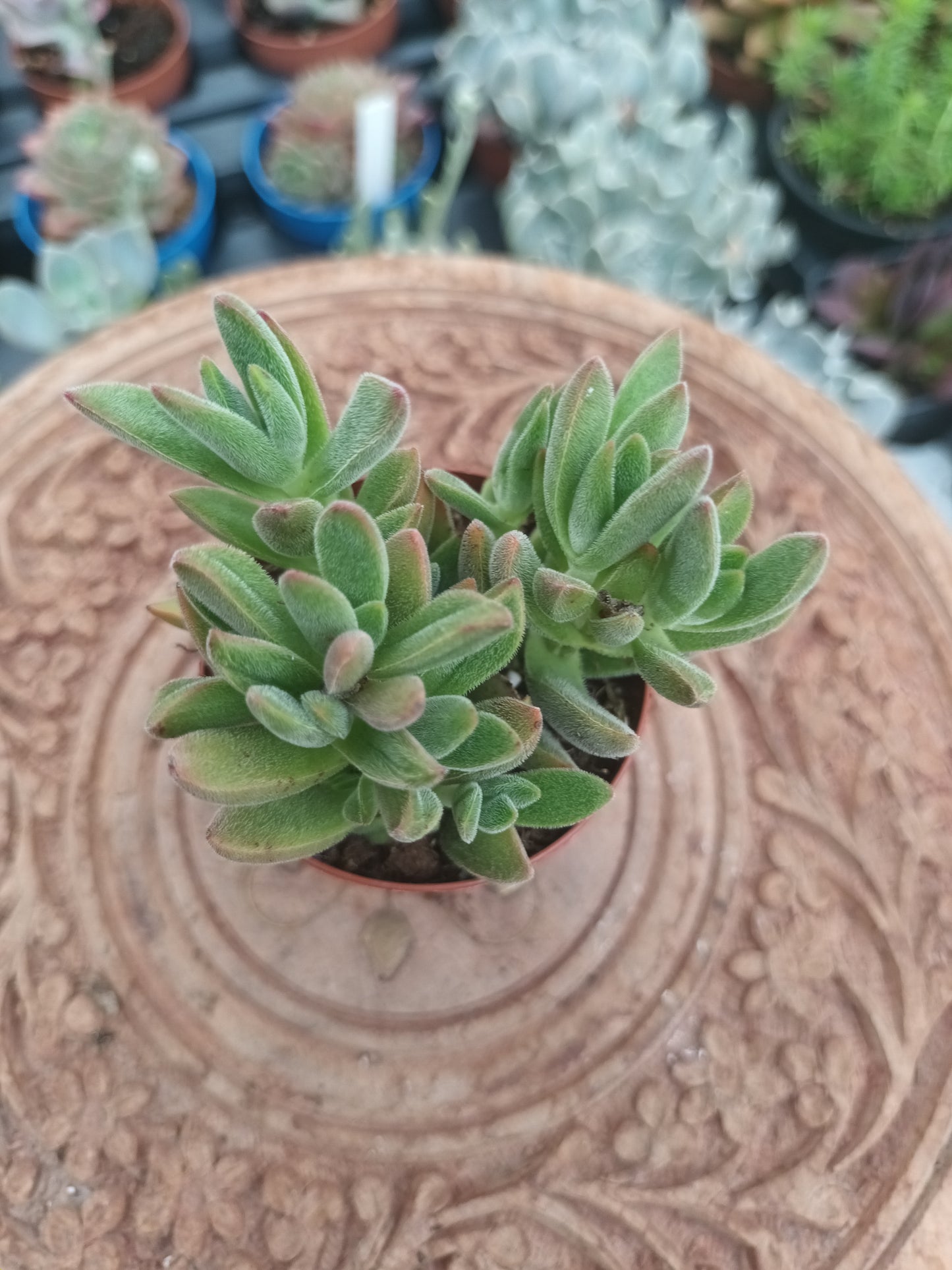 Crassula spp.