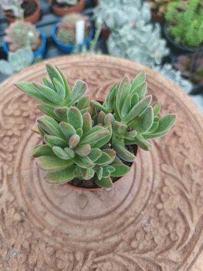 Crassula spp.