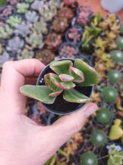 Crassula Ovata Variegata Lemon Lime