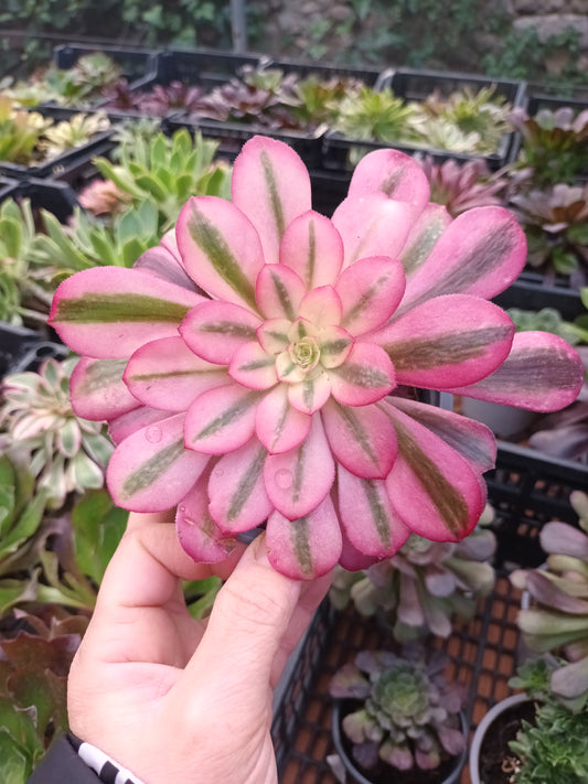 Aeonium Medusa