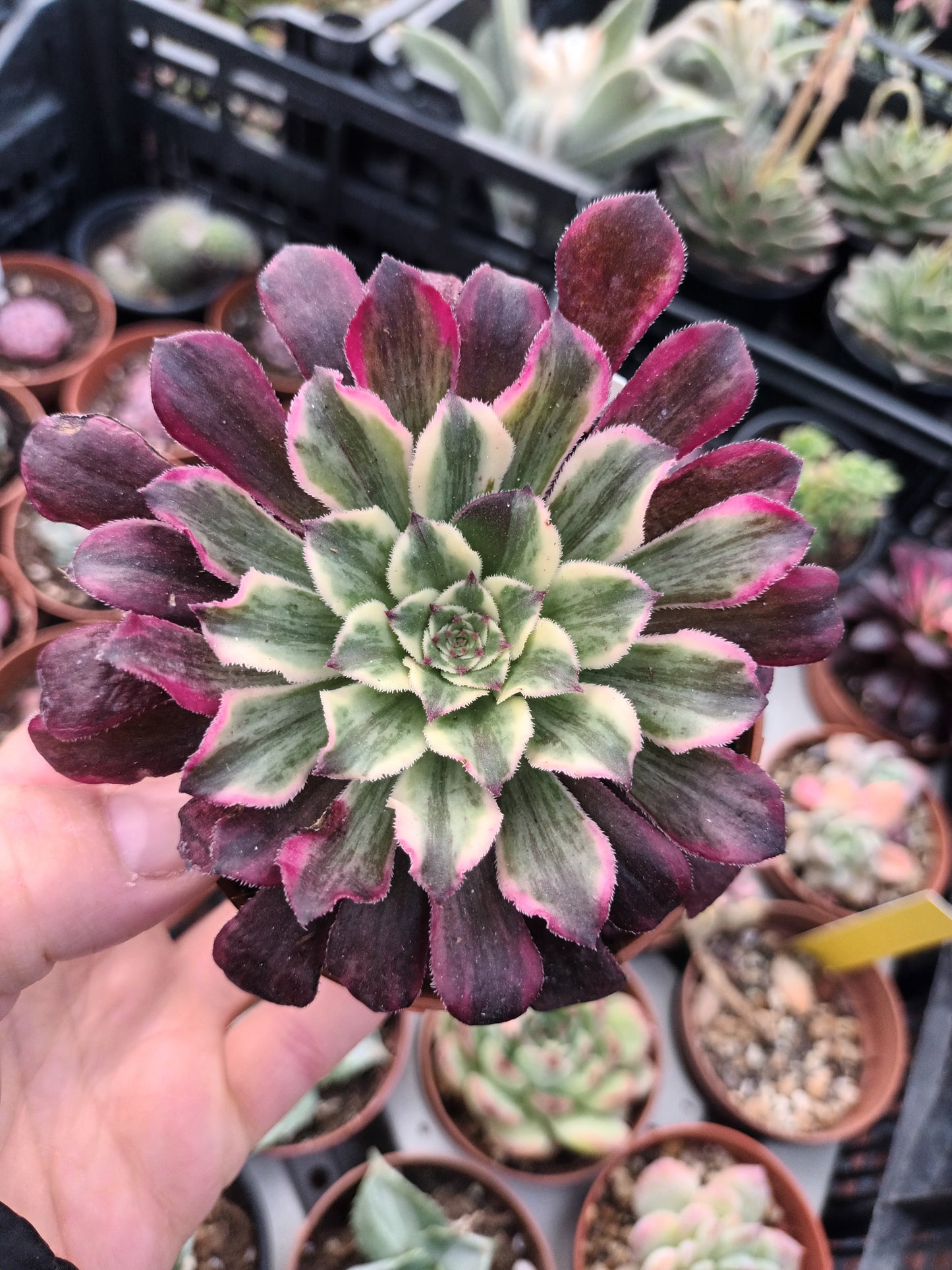 Aeonium Ink painting