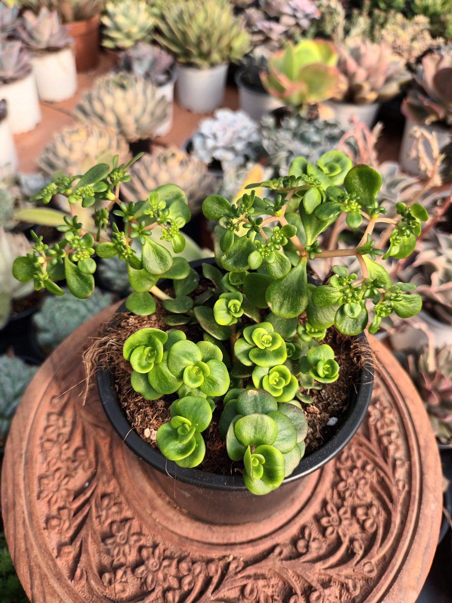 Sedum Tetractinum