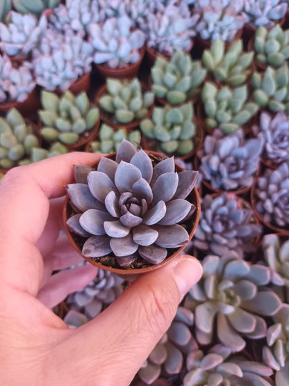 Graptoveria lulu
