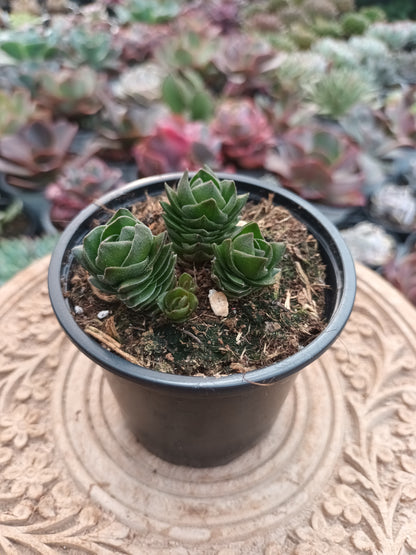 Crassula 'Templo de Buda'