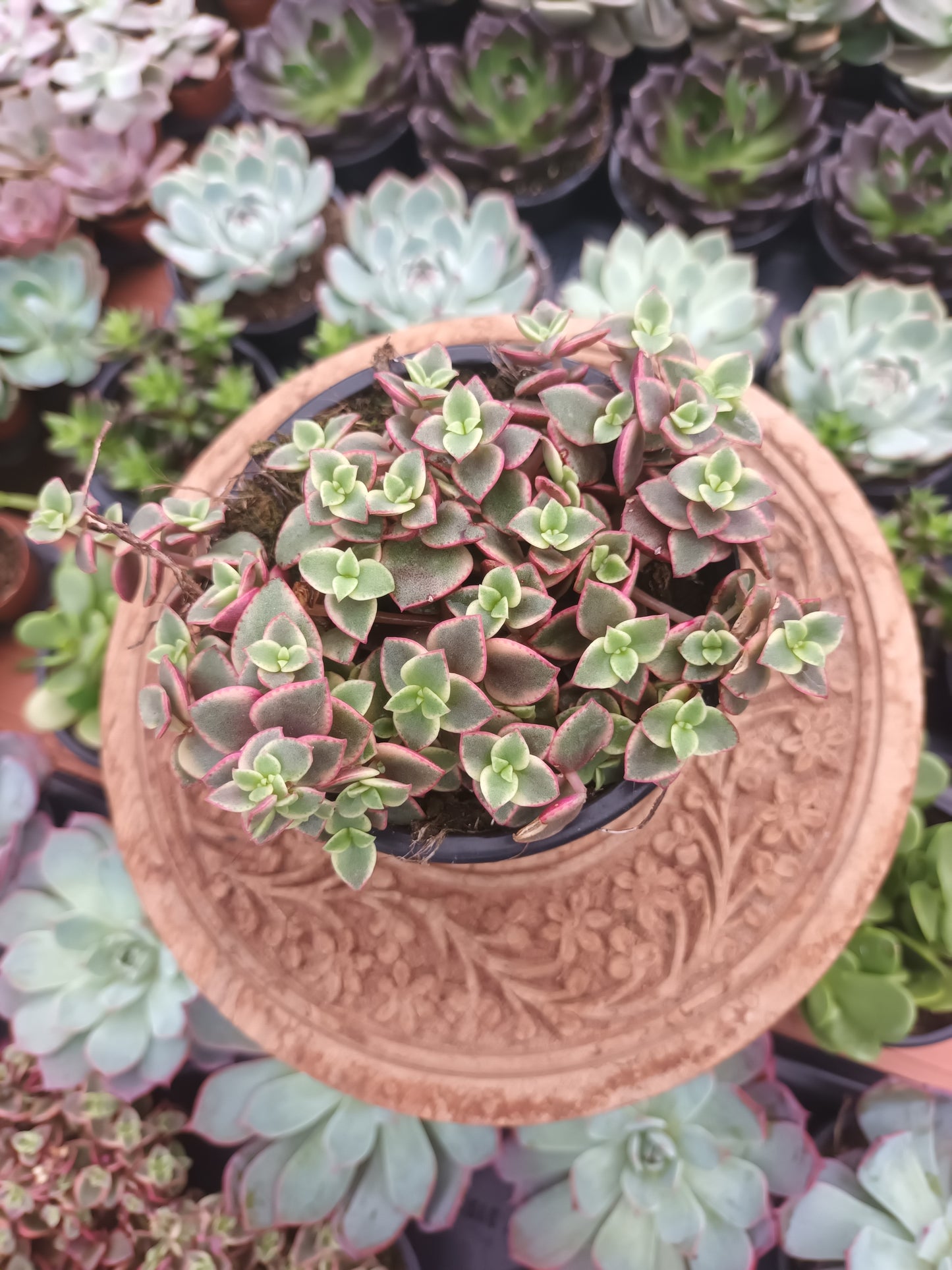 Crassula Pellucida Subsp. Marginalis Variegataa