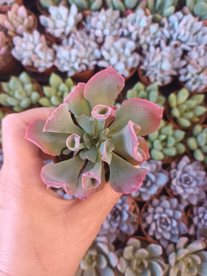 Echeveria Pink Trumpet