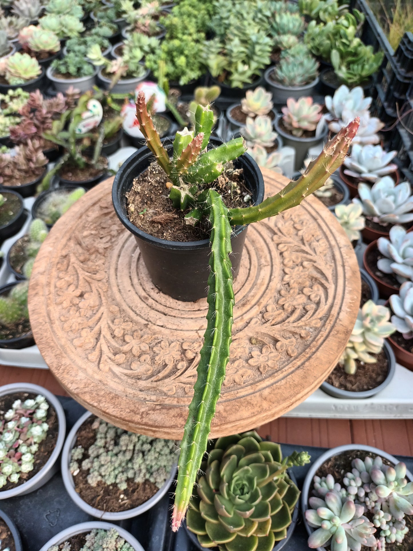 Aporocactus hybrid