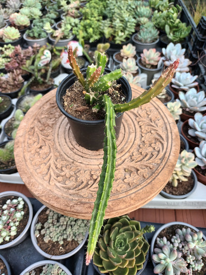 Aporocactus hybrid