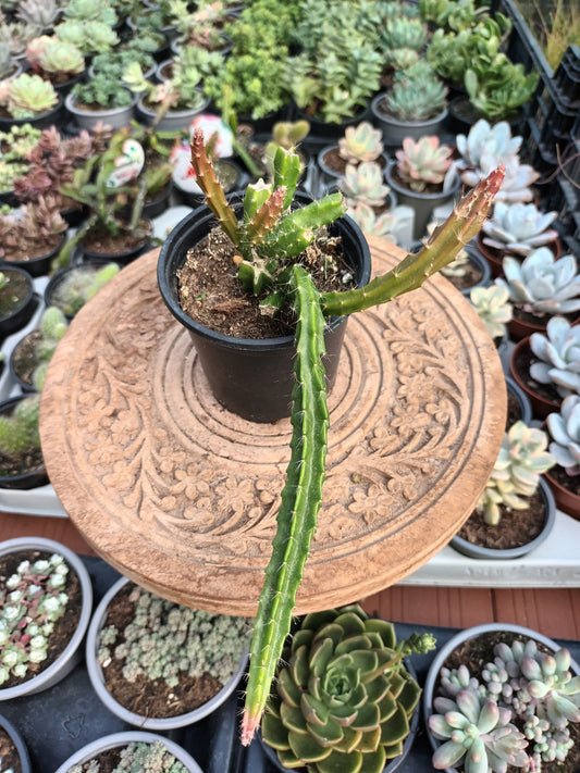 Aporocactus hybrid