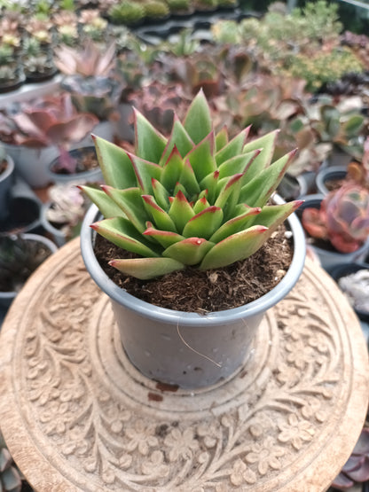 Echeveria agavoides ebony