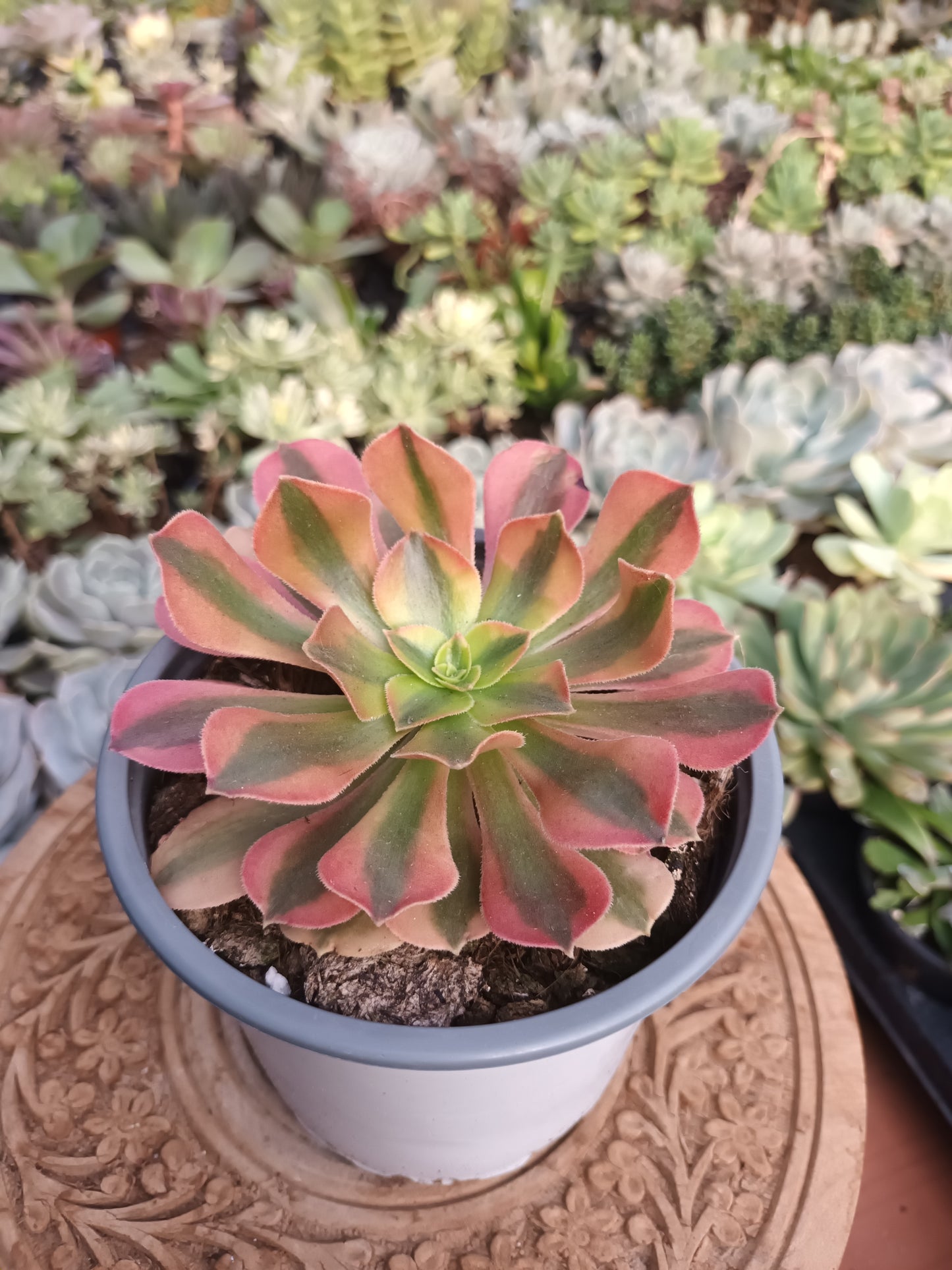 Aeonium verna
