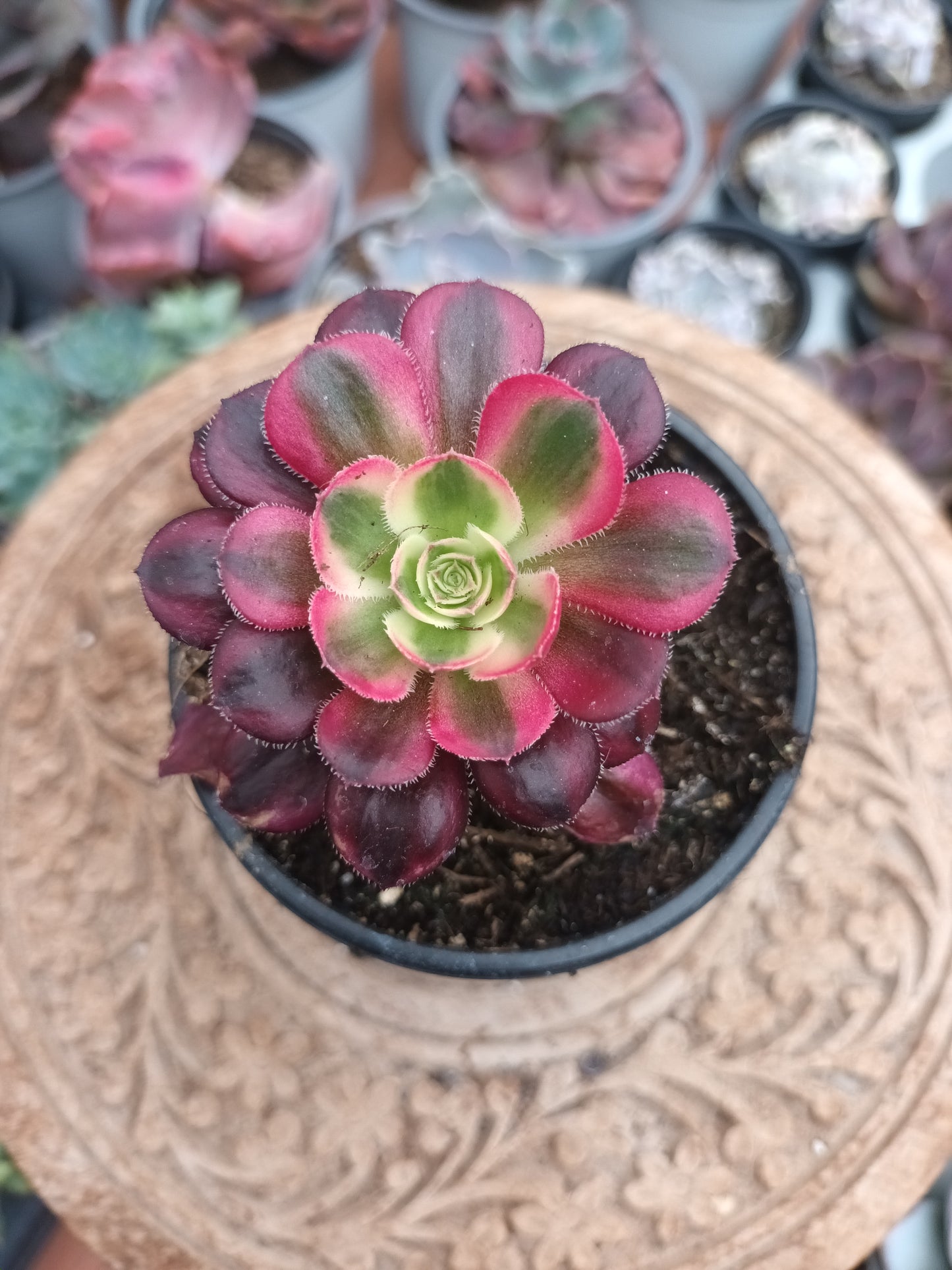 Aeonium chanel