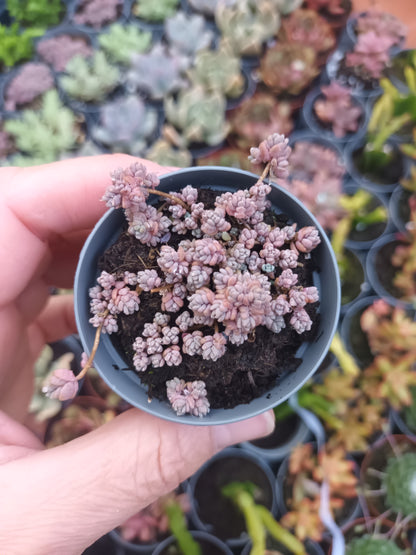 Sedum dasipillum minor