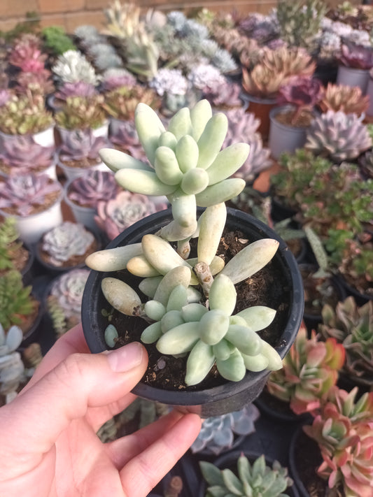 xPachevedum ‘Ray's Comfit’