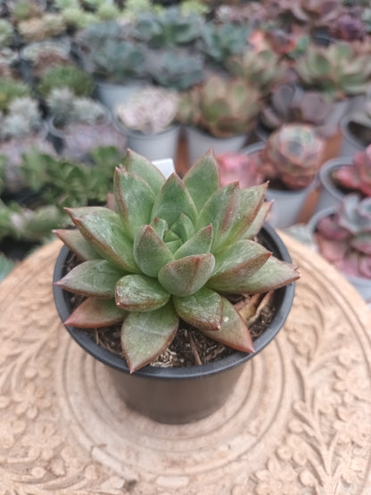 Graptoveria opalina x Echeveria Purposorum