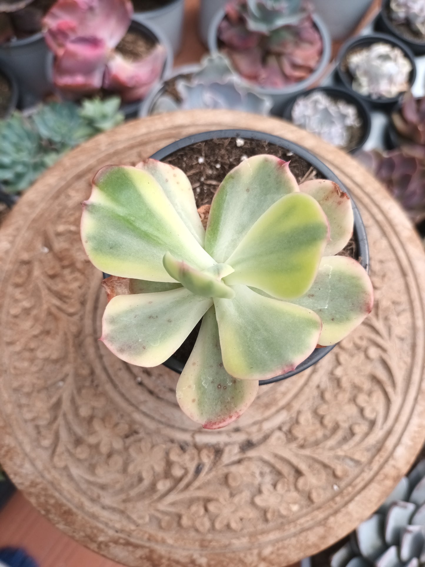 Echeveria Sunset Peony Variegata