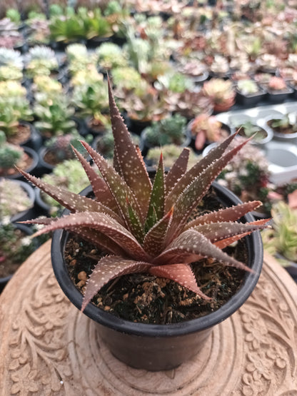 Aloe aristata