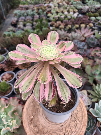Aeonium rubrolineatum variegata