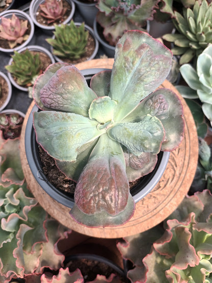 Echeveria Linguas