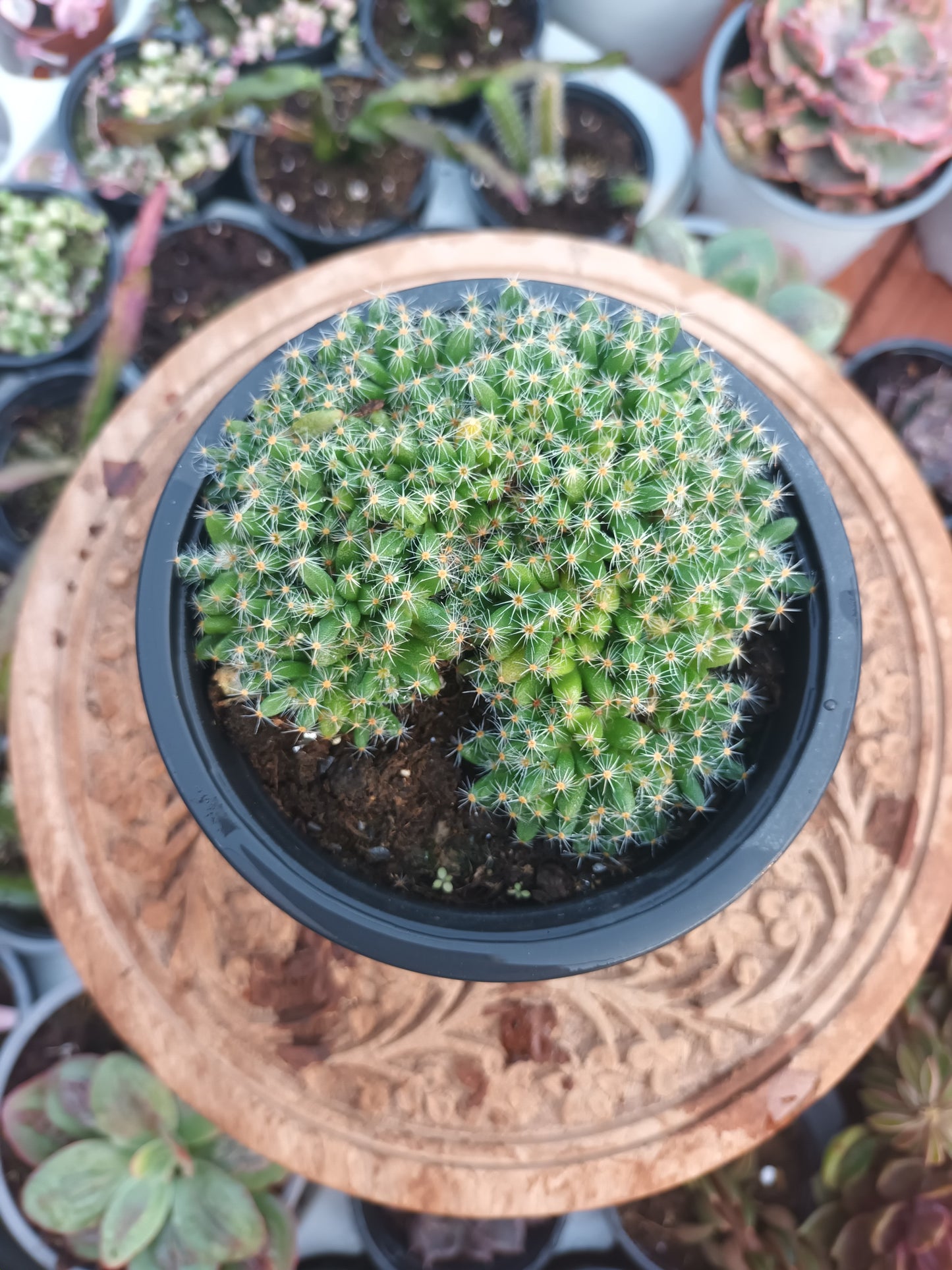 Trichodiadema densum