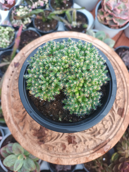 Trichodiadema densum