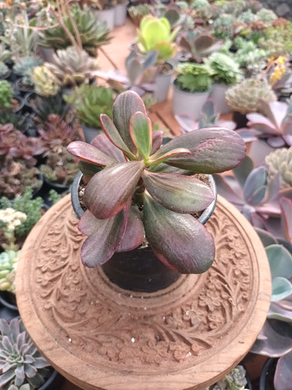 Crassula ovata hummel's sunset variegata