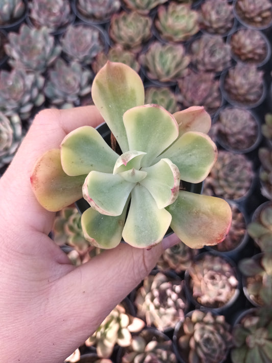 Echeveria Sunset Peony Variegata